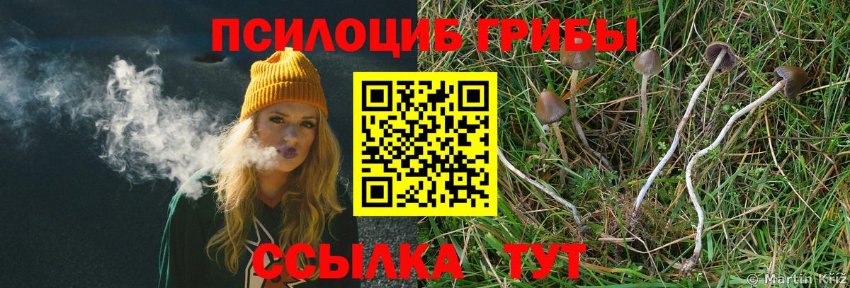 Псилоцибиновые грибы Psilocybine cubensis Уссурийск